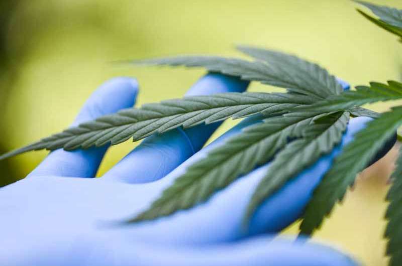 Comment devriez-vous administrer le CBD pour soulager la douleur des règles ?